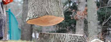 How Our Tree Care Process Works  in  Fredonia, NY
